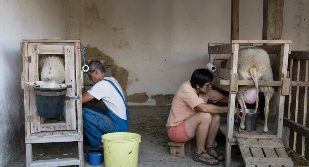 Die Alternative zur Landwirtschaft als Industrie: 20 Schafe, Gemüse, ein bisschen Weinanbau – und Selbstvermarktung. Foto: Film „Bauer unser“