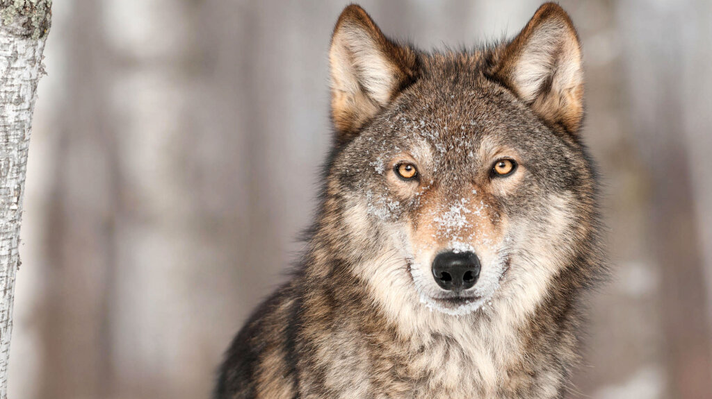 Ein Wolf: Sein Schutzstatus soll verringert werden. Foto: Archiv