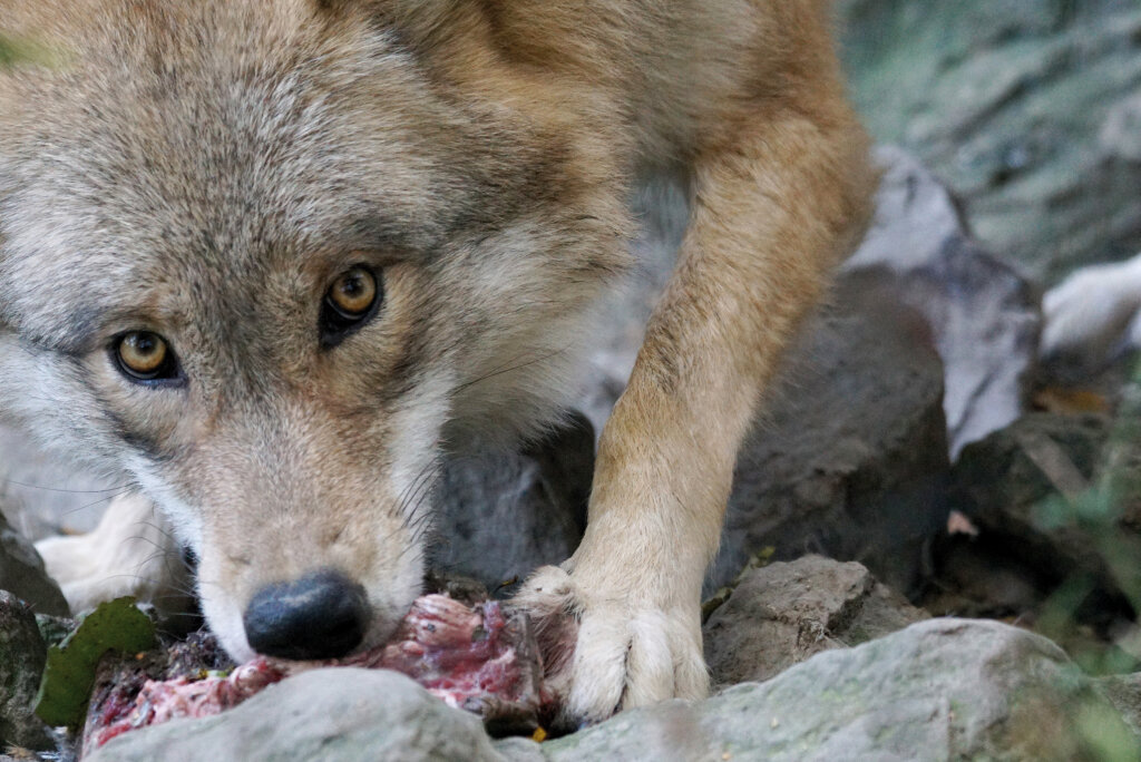 Wolf mit Beute: In Europa hat sich der Mensch daran gewöhnt, das einzige Tier zu sein, für das alles Beute ist. Foto: Pixabay
