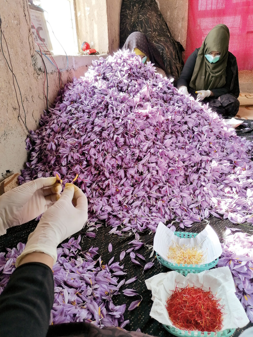 Nachdem die Frauen die Safrankrokusse gepflückt haben, beginnt die noch filigranere Arbeit. Sie zupfen die Fäden aus den Blüten, lassen sie drei bis vier Tage lang trocknen, ehe sie sie einsammeln und verkaufen. Foto: Barbara Bachmann
