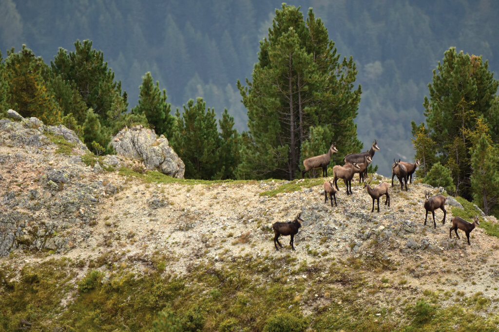 Ein Gutachten der Wildbeobachtungsstelle besagt: Nur ein Teil der bislang geplanten Wildruhezonen entspricht wildökologischen Kriterien. Im Bild: ein Rudel Gämsen. Foto: Jagdverand/G. Mair