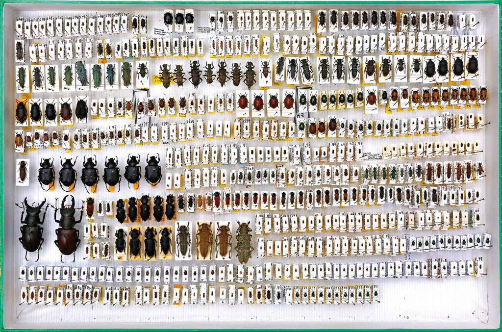 Präparierte Artenvielfalt: Im Dokumentationsarchiv des Naturmuseums Bozen finden sich viele Käferarten, die Insektenkundler im Land gefunden haben. Foto: Alexander Alber