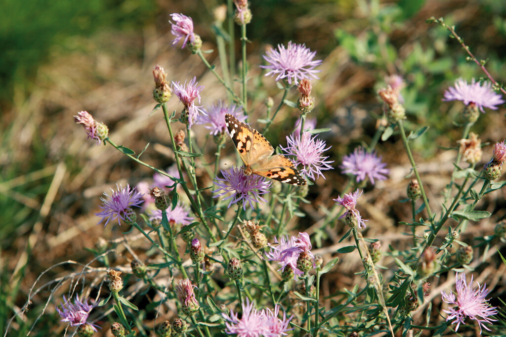 Der Schmetterlingsforscher Gerhard Tarmann hat in einer Studie die Population der Insekten im Vinschgau untersucht. Mit ernüchterndem Ergebnis: Einige Arten sind teilweise schon verschwunden. Foto: Alexander Alber