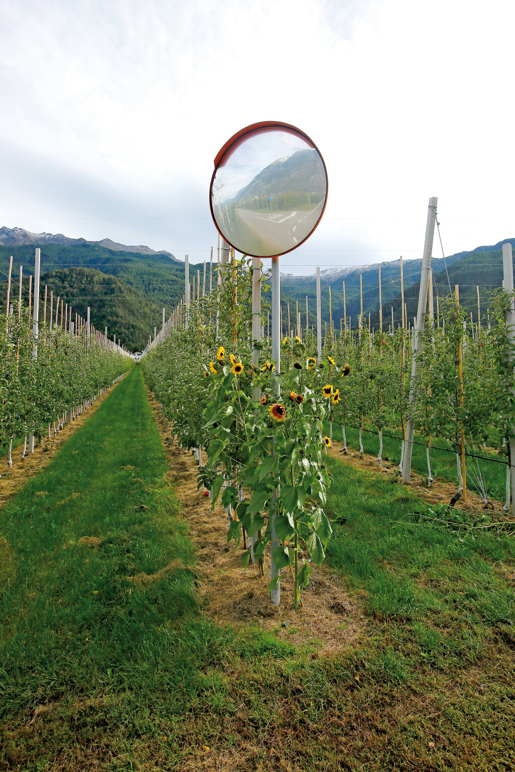 Bemüht – in dieser Plantage wurde für Ausgleichsplanzen gesorgt. Foto: Alexander Alber