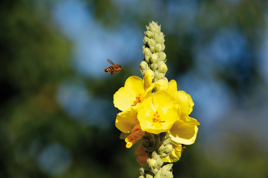Nicht nur die Varroamilbe macht Imkern und ihren Bienen zu schaffen: Auch nimmt der natürliche Lebensraum für Bienen immer mehr ab. Foto: Alexander Alber