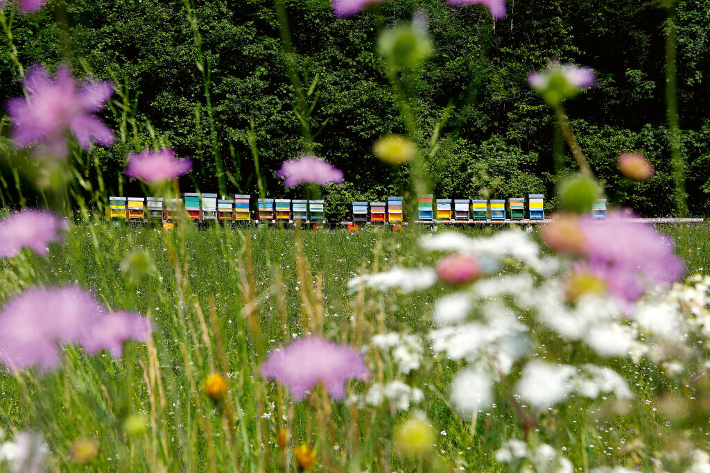 Wiese mit Bienenstock: „Wir werden niemals erreichen, was gewisse Kreise fordern, vorher sperren Betriebe zu.“ Foto: Alexander Alber