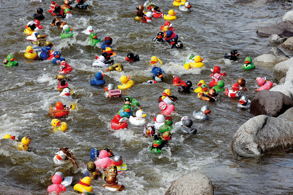 Entenrennen in Meran: Nach 3.000 „Glücksenten“ im Vorjahr waren dieses Jahr rund 7.000 am Start. Foto: Alexander Alber