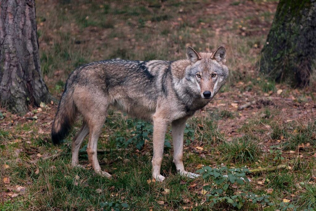 Das Land ist in Sachen Wolf schon seit Jahren unter Zugzwang, nun soll es ein neues Gesetz richten: Mit fraglichen Erfolgsaussichten Foto: freepik