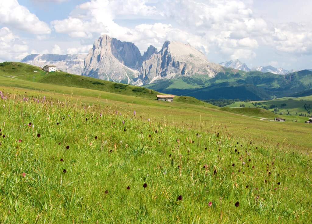 Die artenreichen hochalpinen Bergwiesen auf der Seiser Alm gehören zu den beliebtesten Fotomotiven der Südtiroler Tourismuswerbung. Am Puflatsch (im Hintergrund die gleichnamige Sesselliftbergstation) befindet sich ein bunter Orchideen-Bestand, der in seiner Dichte einmalig in ganz Europa ist. Foto: Richard Lorenz