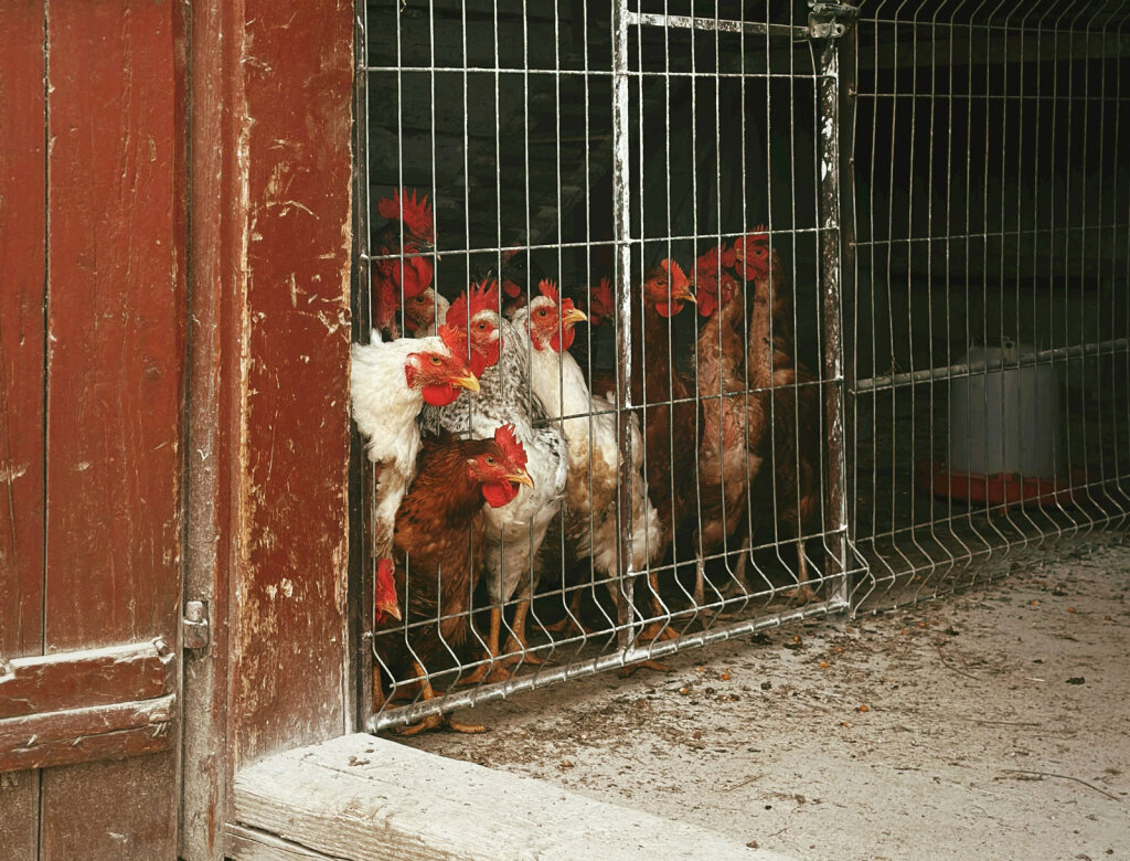 Tierschützer kritisieren das Gesetz: Es sei ungenügend. Foto: freepik