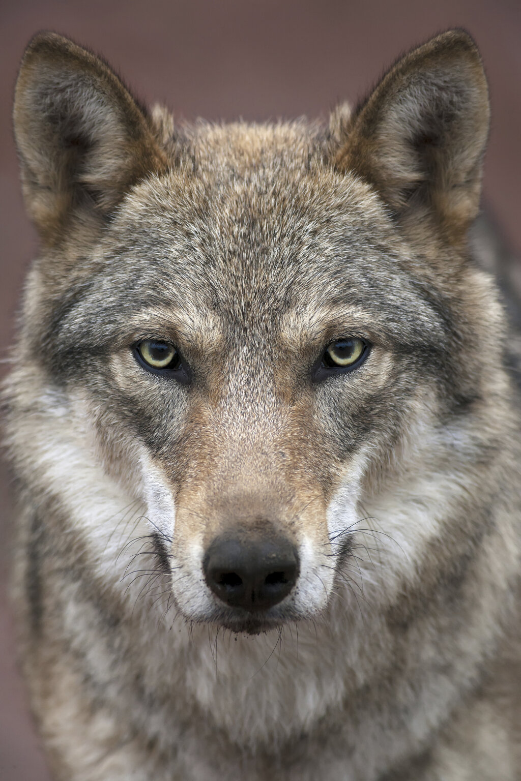 Der Wolf: Die Ereignisse überschlagen sich nun. Foto: Fotolia