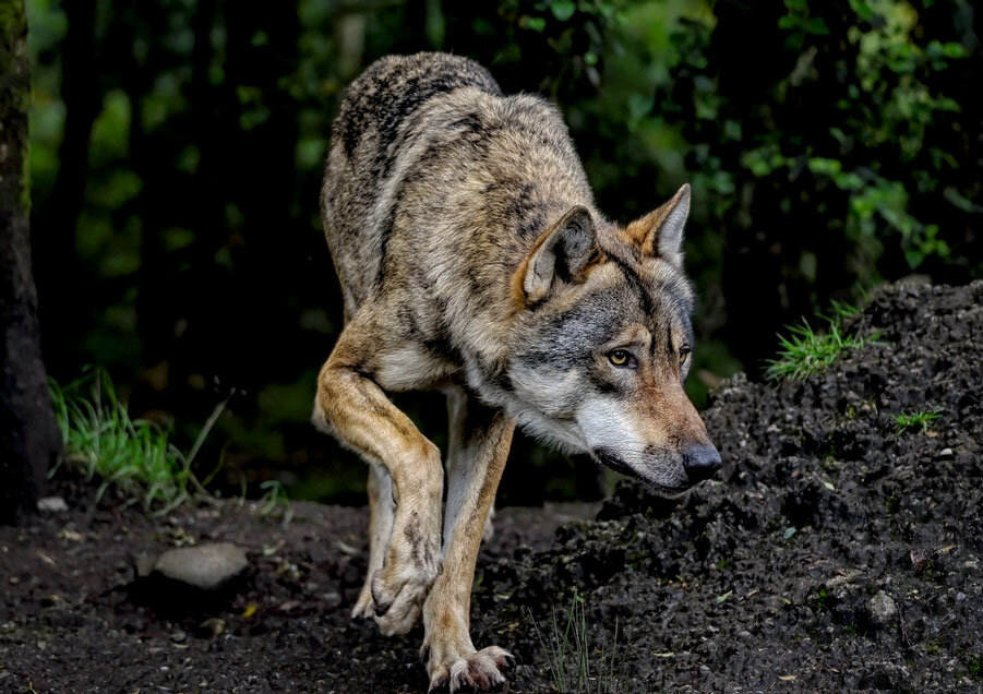 Das Urteil des Europäischen Gerichtshofs erschwert Wolfsentnahmen: Es dürfte das Landesgesetz zu Weideschutzgebieten kippen. Foto: Pixabay
