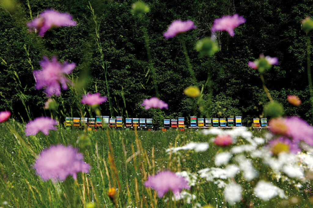 Das natürliche Habitat der Bienen ist gefährdet: Blühende Bienennahrung nach dem Blütenmeer im Frühling ist zur Mangelware geworden. Foto: Alexander Alber