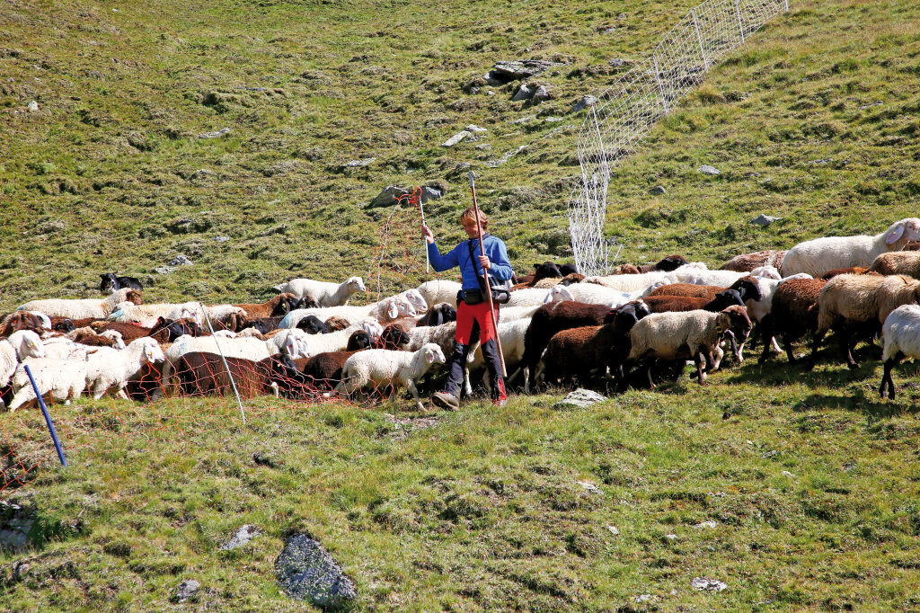 Herdenschutz ist hierzulande dank der Kampagne „Wolfsfreies Land“ durch Bauernbund und Athesia-Medien ein Fremdwort. Foto: Alexander Alber