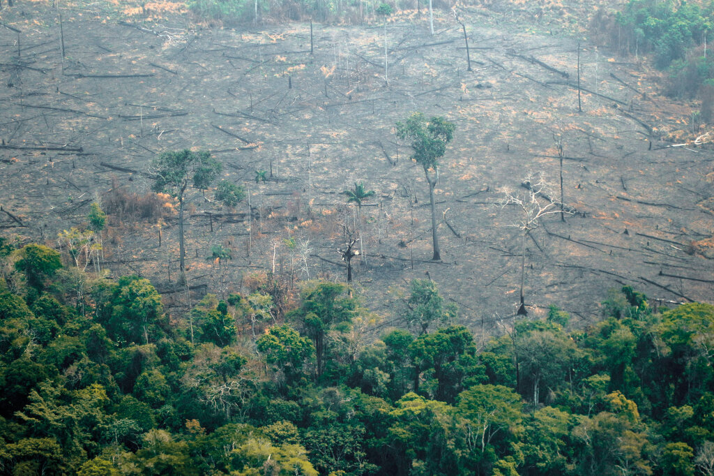 Die Schäden nach dem Feuer im Regenwald des Amazonas: Hochkomplexes Ökosystem für unsere Bedürfnisse geopfert. Foto: Lula Sampaio /AFP
