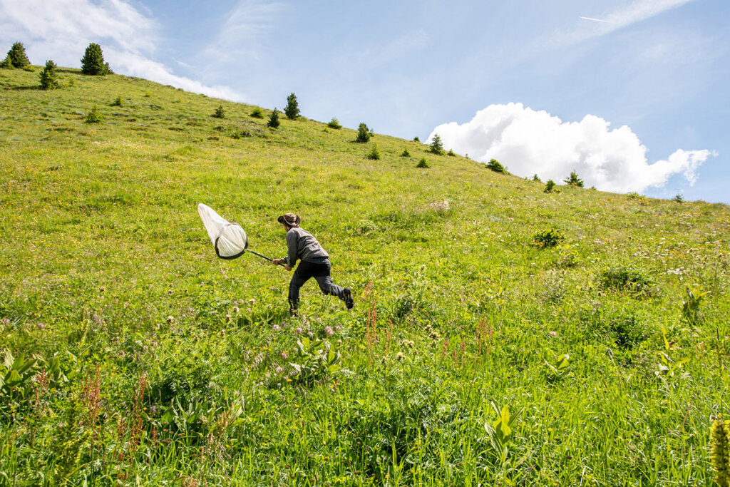 Schmetterlingsfang für die Wissenschaft: Das Biodiversitätsmonitoring der Eurac soll Aufschluss über die Artenvielfalt im Lande geben. Foto: Martina Jaider/Eurac Research
