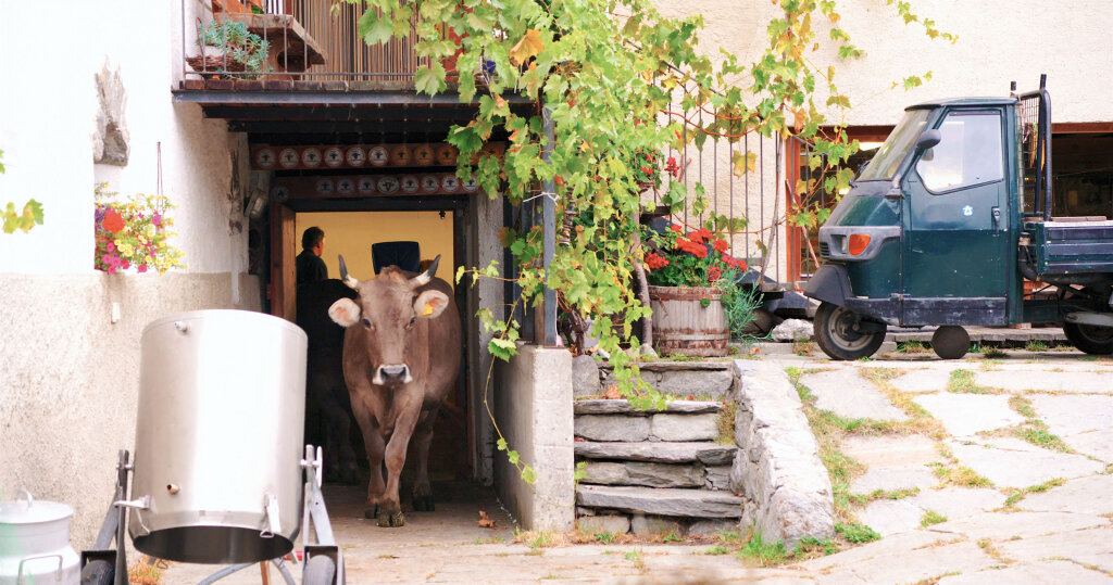 Ländliche Idylle war gestern: In seinem neuen Dokumentarfilm „Das System Milch“ zeigt der Südtiroler Filmemacher Andreas Pichler, wie die europäische Milchindustrie auf Abwege geraten ist. Foto: www.dassystemmilch.de