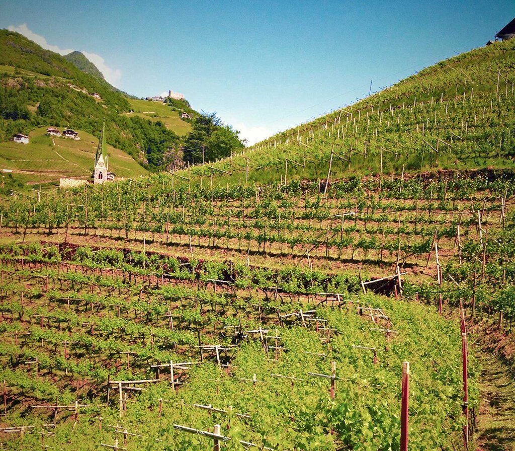 Vernatsch-Hügel: Der Wein wurde früher oft schlechtgeredet. Foto: Archiv