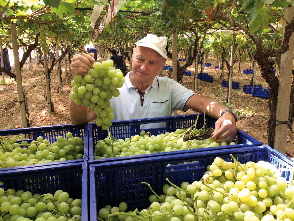 Maximilian Geier in seinem Weinberg in Acquaviva delle Fonti bei Bari (Apulien) bei seiner bislang 5. Ernte. „Ich habe das Obst im Blut.“ Foto: Archiv Maximilian Geier