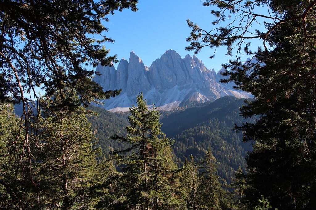Durch lichten Wald geht es hinauf zur Kofelwiese. Von dort hat man einen traumhaften Blick aufs Villnößtal und die nahen Geisler. Foto: Anja Eichelsdörfer