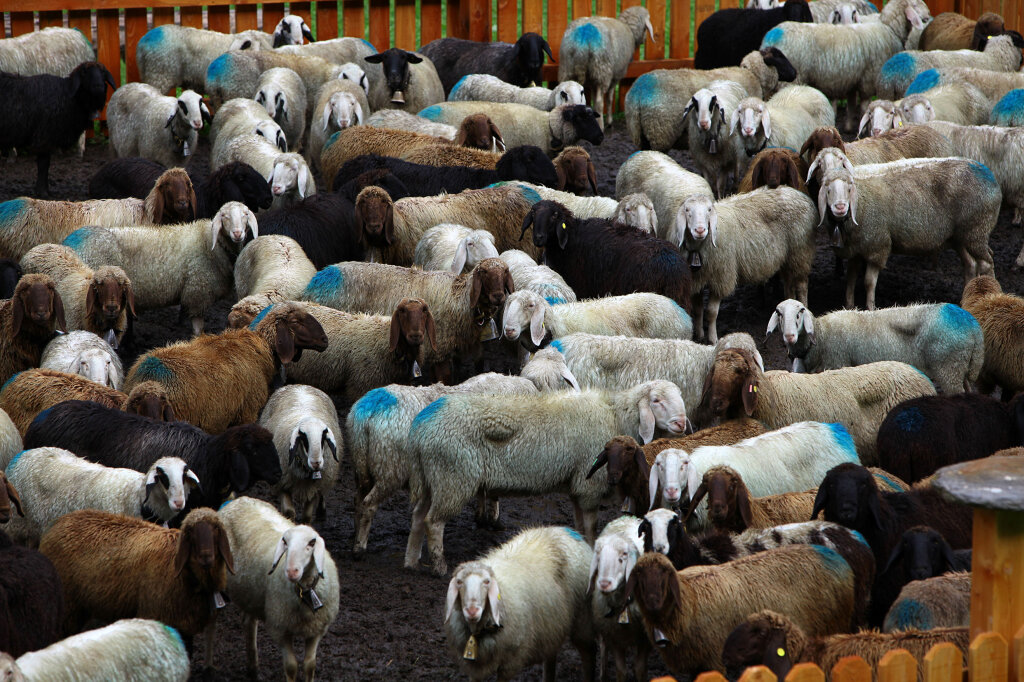 Einige Typen der Blauzungenkrankheit können vor allem für Schafe tödlich enden. In Norddeutschland wurden ganze Herden dezimiert. Jetzt gibt es die Seuche auch in Südtirol. Foto: Alexander Alber