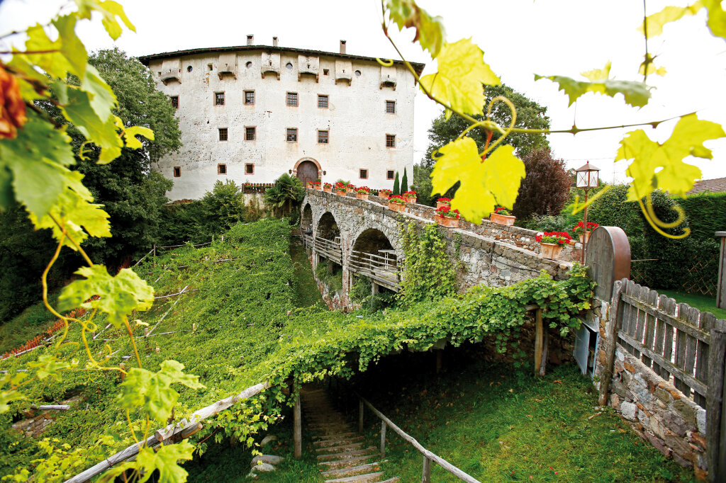Werden die neuen Abstandsregeln Wirklichkeit, droht selbst einem Kulturerbe wie Südtirols ältester Rebe auf Schloss Katzenzungen (Gemeinde Tisens) das Aus. Foto: Alexander Alber