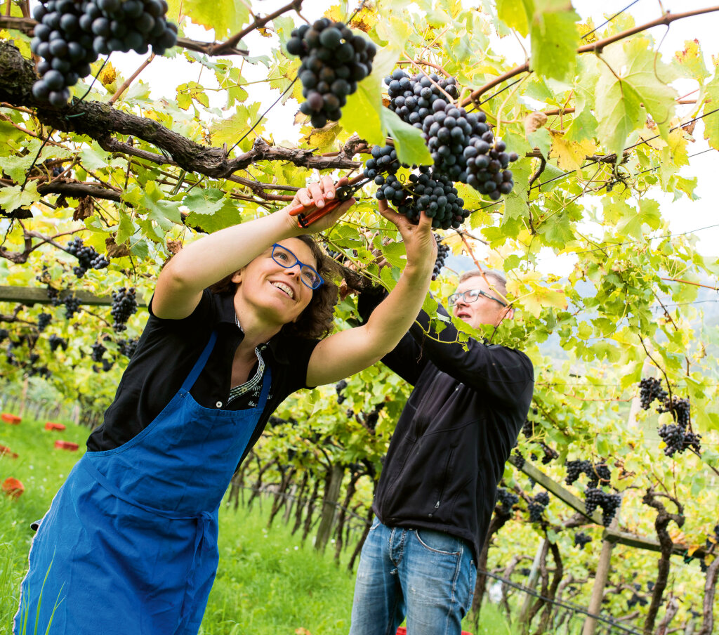 Marlies und Martin Abraham bei der gemeinsamen Weinlese. Foto: Privat