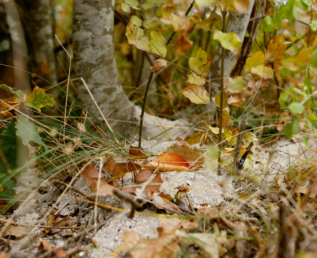 In Mitterwald bei Meran können Menschen ihre Asche verstreuen lassen. Ob unterm Baum oder in die Luft – jeder entscheidet selbst. Foto: Alexander Alber