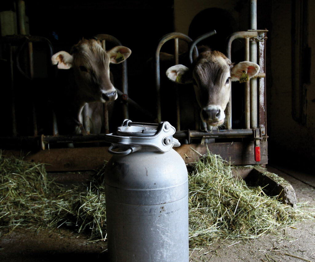 Die Umstellung auf biologische Landwirtschaft ist vor allem in der Milchwirtschaft schwieriger und kostenintensiver als im Obstbau. Foto: Alexander Alber