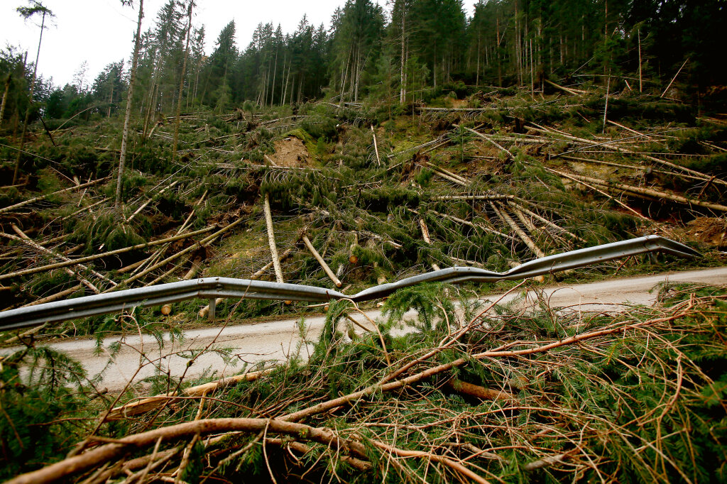 Das Liegenlassen von Sturmholz ist von Vorteil für die Biodiversität. Foto: Alexander Alber