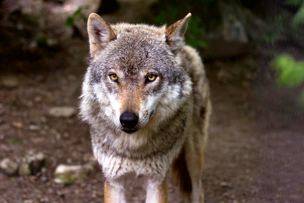 Der Wolf lässt grüßen: Bringt die Studie neue Aufregung?
